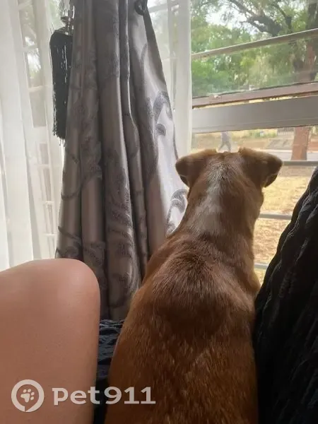 LOST DOG: Bailey (Pekinese x Jack Russell) - Pretoria