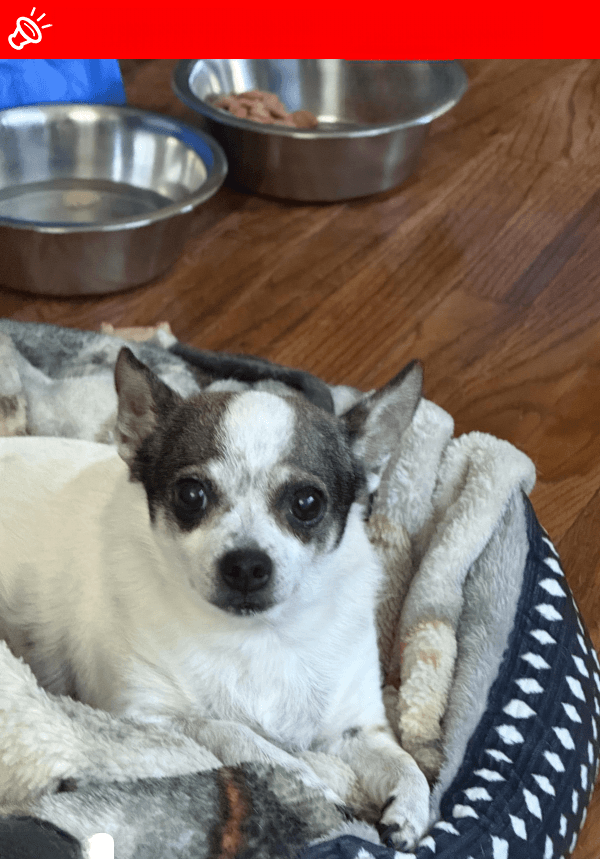 URGENT: Beloved Senior Dog Teenie MISSING in Roodepoort!