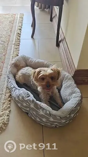 LOST DOG: Beloved companion missing from Breyer Ave, Pretoria - Please help bring her home!