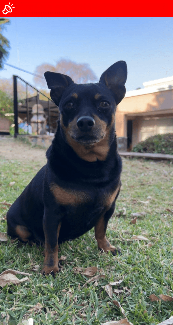 URGENT: MISSING DOG - Timone - Black with Brown Feet - Hartbeespoort