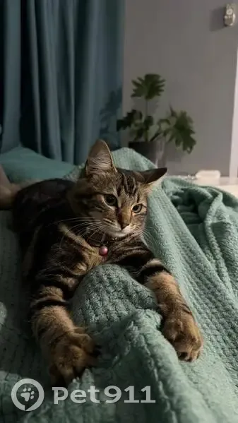 LOST CAT: Fluffy Black & Gold - Wilson St, Boksburg - PLEASE HELP!