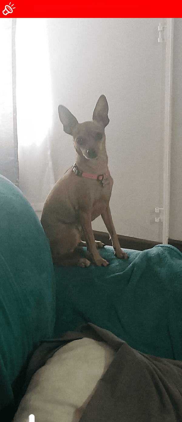 URGENT: Trixie is MISSING in Pretoria North!