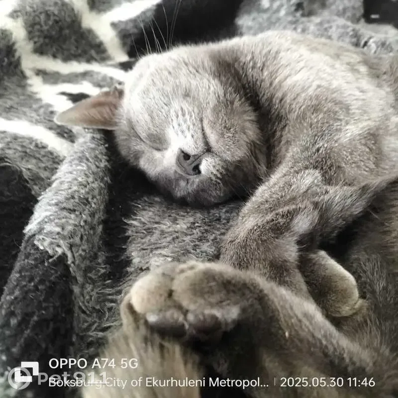 URGENT: Lost Russian Blue Cat 'Shadow' in Boksburg - Please Help Bring Her Home!