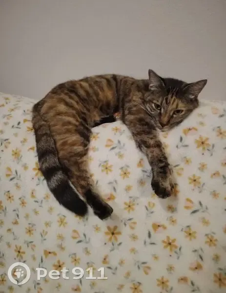 URGENT: Lost Cat Mila - Brindle Tabby with Green Eyes in Centurion!