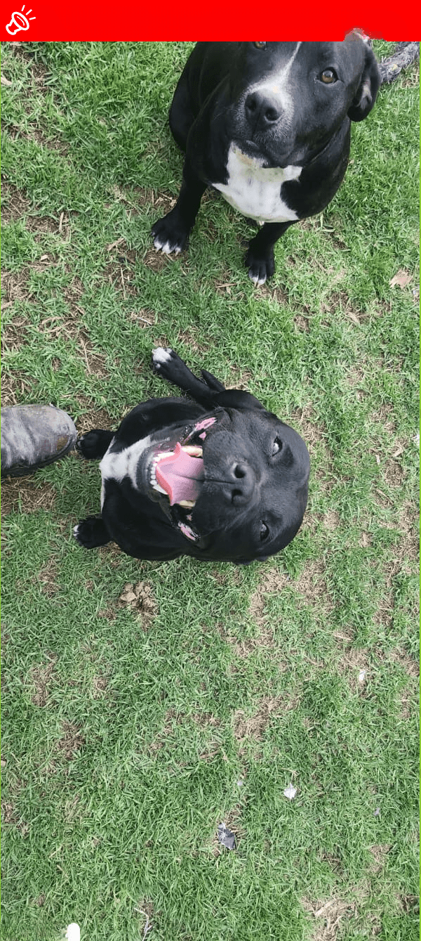 URGENT: Two Staffies MISSING in Krugersdorp!