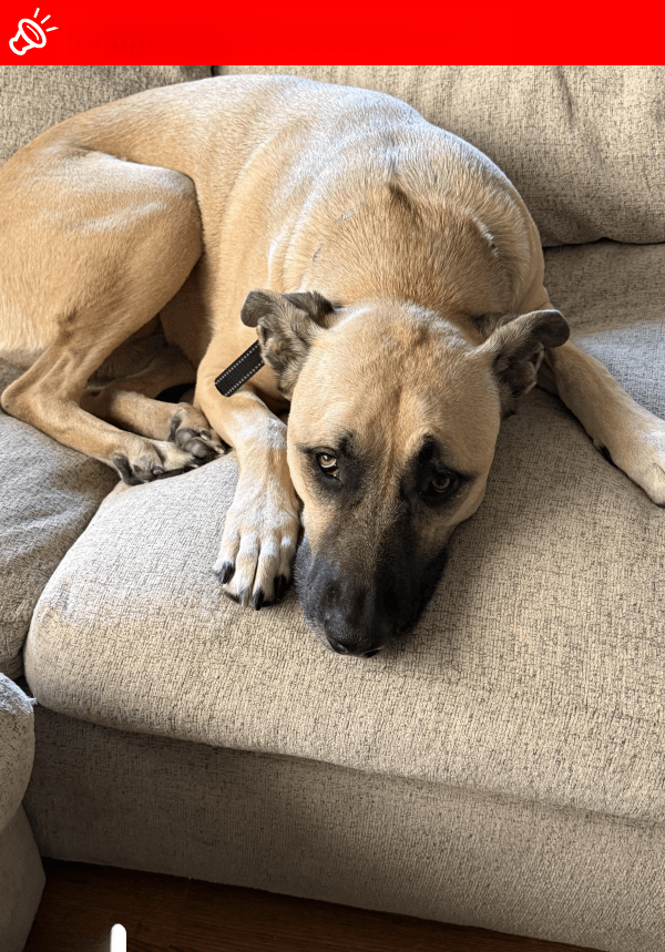 URGENT: MISSING DOG - Susie - Nigel, Gauteng