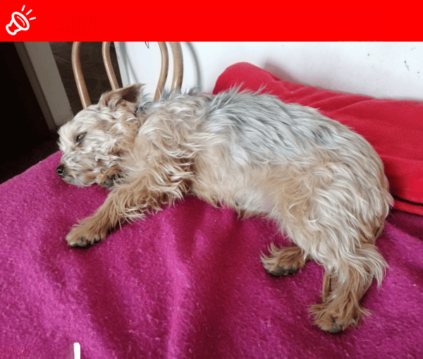 URGENT: MISSING Yorkie - Lady - Roodepoort, GP