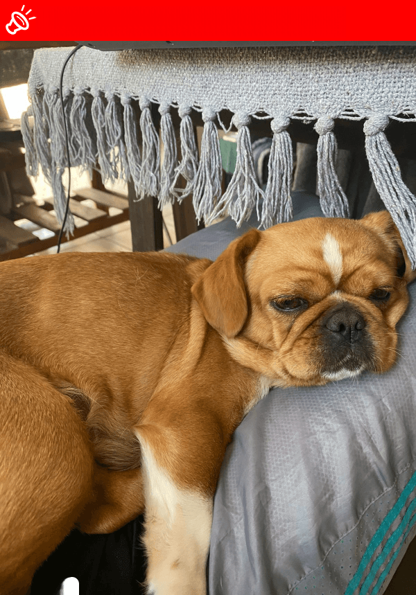 URGENT: Please Help Find Bailey! 💔 Missing in Pretoria