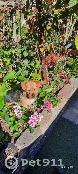 LOST DOG: Precious Boy Missing from Daphne Ave, Pretoria!