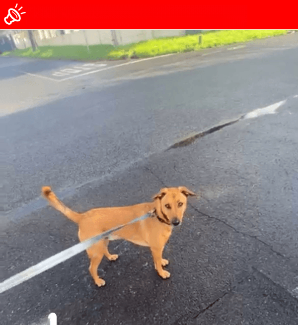 URGENT: Help Find Rocky! Lost in Menlo Park, Pretoria