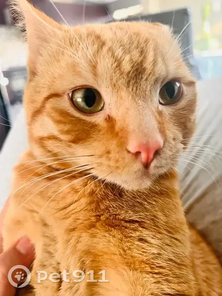 LOST CAT: Chunky & Skittish, Brakpan (Alexandria Avenue)