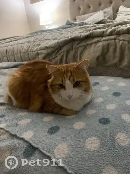 LOST CAT: Jingles - Shy Orange Tabby with White Markings - Benoni