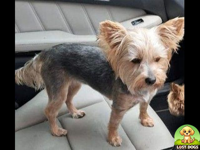 LOST: Juliet, a friendly Female Yorkshire Terrier in Sandton