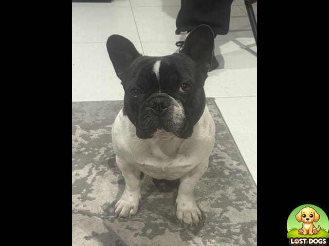 URGENT: Lost French Bulldog in Bryanston, Sandton - Black & White, Large Build
