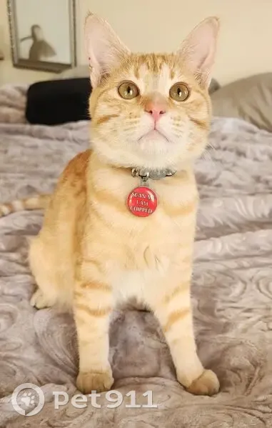 LOST MALE CAT - REUNITED WITH BROTHER! - GERMiston