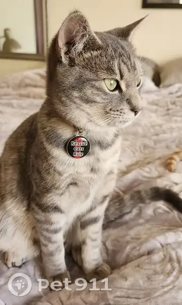 URGENT: Two Grey Tabby Brothers LOST in Germiston - Please Help Reunite Them!