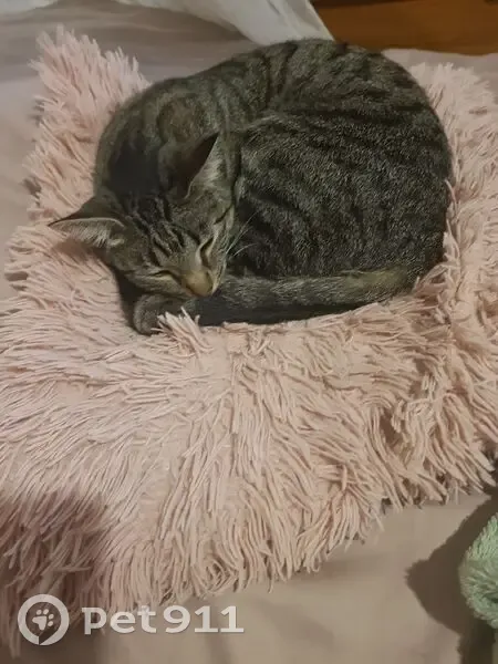 URGENT: Lost Beloved Cat - 'Whiskers' - Johannesburg Area