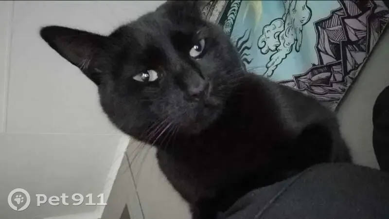 LOST BLACK CAT - Roodepoort - Friendly with Unique Markings!