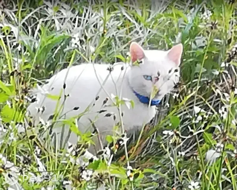 LOST WHITE CAT - SANDTON - SANDRA