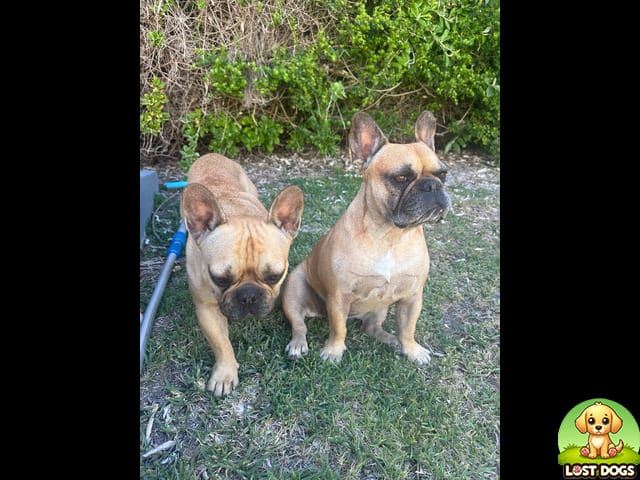 LOST: Light Brown French Bulldog 'Girl' - Paarl, Western Cape