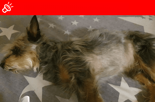 URGENT: MISSING Yorkie Mix 'Rufus' in Pretoria - Please Help Bring Him Home!