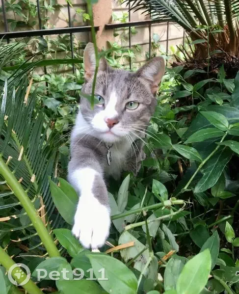 URGENT: Lost Grey & White Tabby Cat - Mr. Tibbles - Centurion