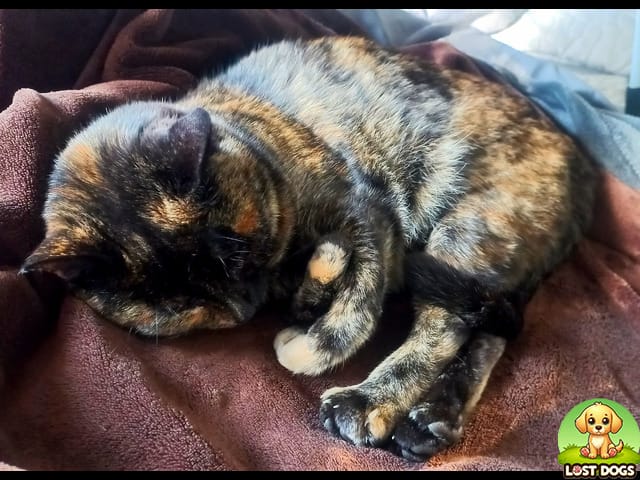 LOST CAT: Meow Meow - Rooihuiskraal X10, Centurion (Gauteng)