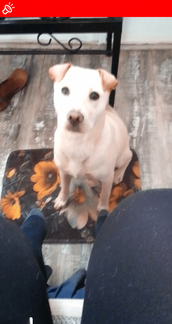 MISSING DOG: Beloved Lucy Needs Your Help in Pretoria!