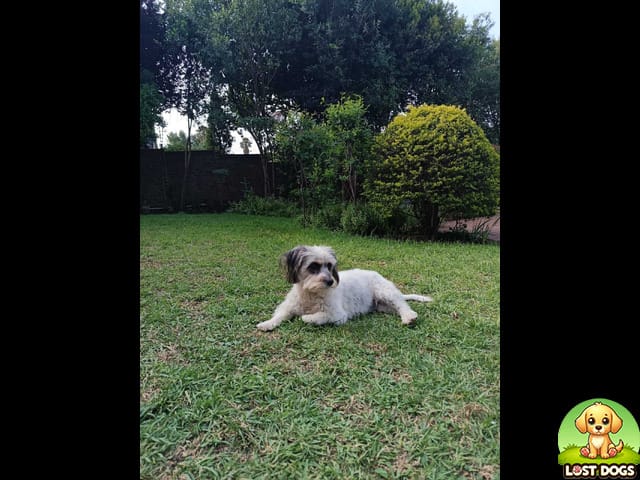 LOST: Friendly White Dog Named Sibi - Roodepoort, Gauteng