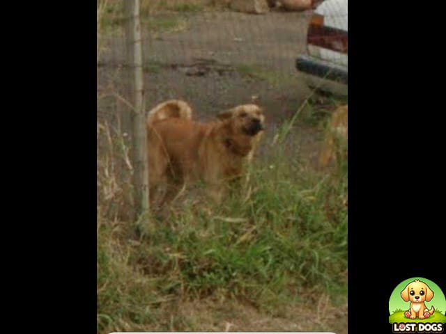 URGENT: Missing Alsatian 'Hugo' - Last Seen Durban North