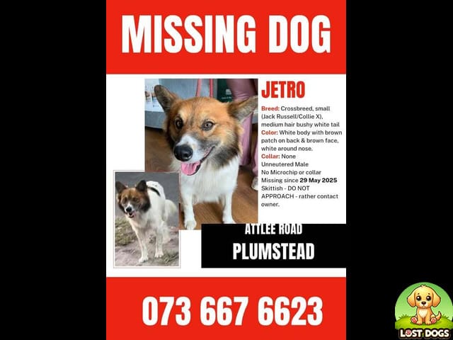 LOST DOG: Please Help Us Find Our Beloved Jethro in Plumstead!