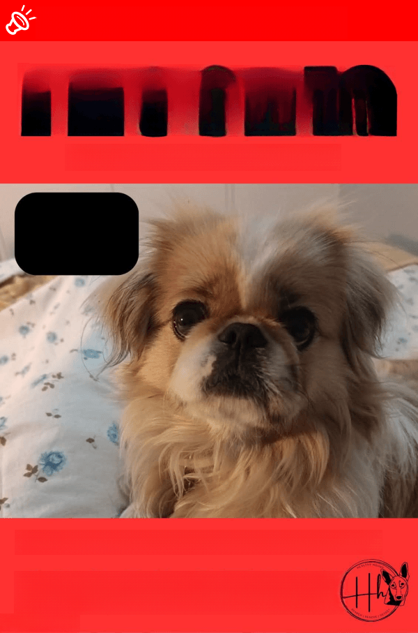 URGENT: Blu, a White & Brown Pekingese, Missing in Pretoria!