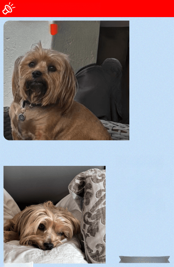 URGENT: Missing Yorkie 'Luca' - Silverlakes Drive, Newmark Estate