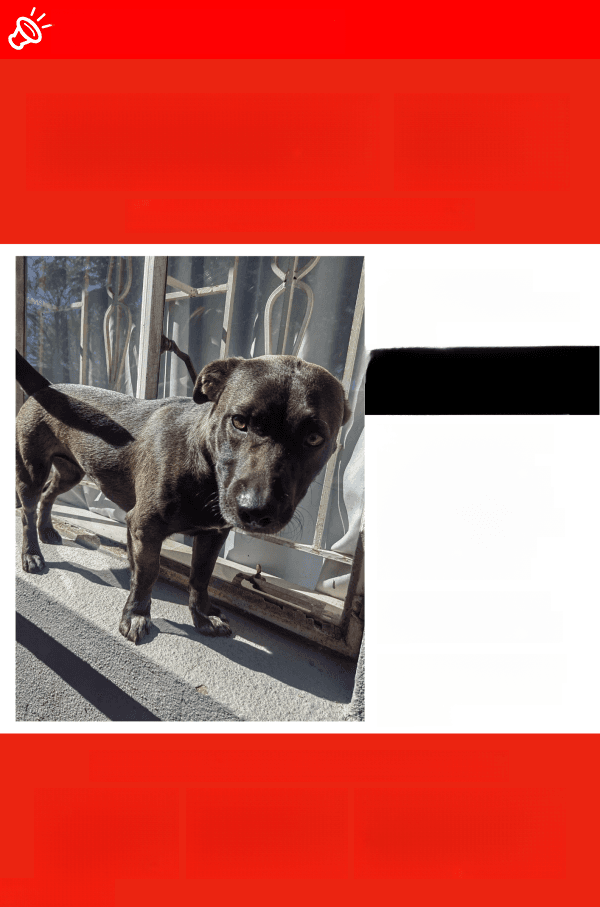 URGENT: Skye is MISSING in Johannesburg South! Please Help Bring Her Home!