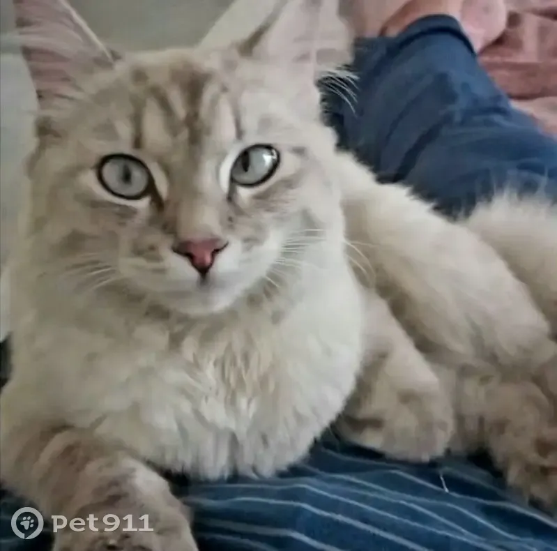 URGENT: Lost White & Cream Cat with Blue Eyes - Randburg, Gauteng - Sore Eye