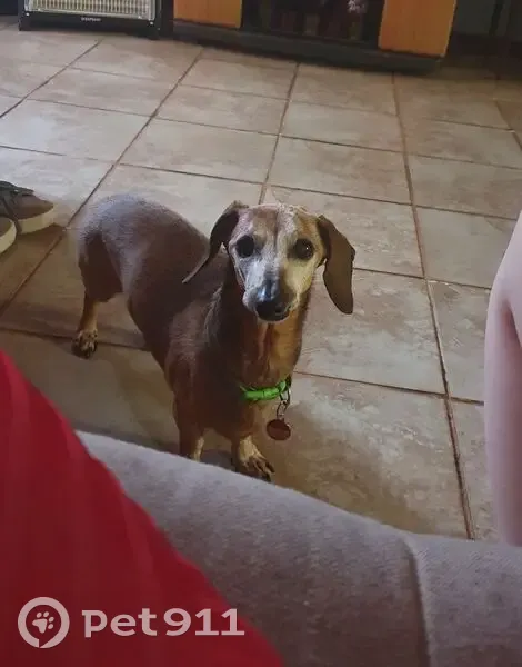 URGENT: Lost Dog in Centurion - Please Help Us Find Him!