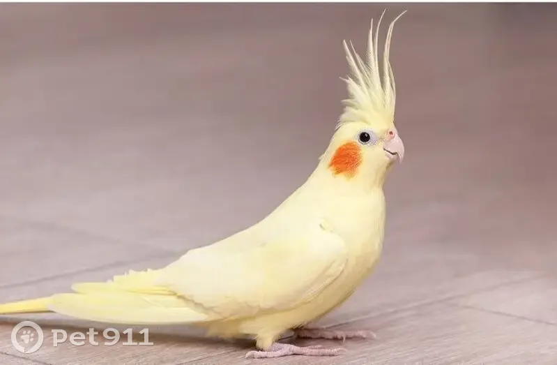 LOST: Yellow Cockatiel - Benoni, Gauteng