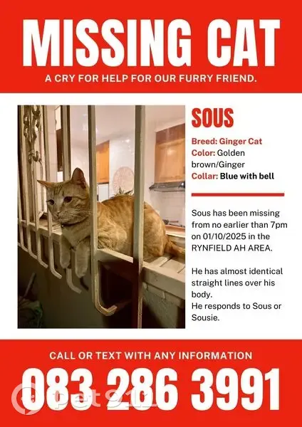 LOST CAT: Ginger - Last Seen 7th Road, Gauteng - Microchip Tag & Blue Collar