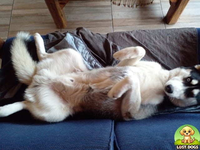 URGENT: Two Siberian Huskies Missing in Free State - Please Help Them Come Home!