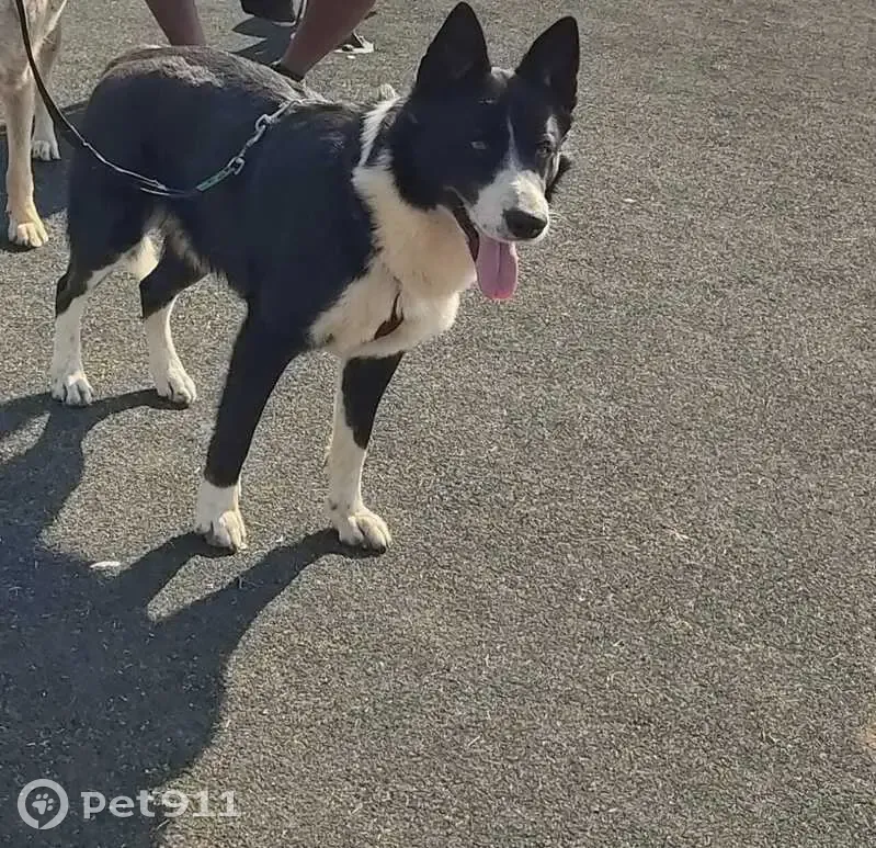 URGENT: Lost Black & White Dog in Germiston, Gauteng - Please Help Bring Him Home!