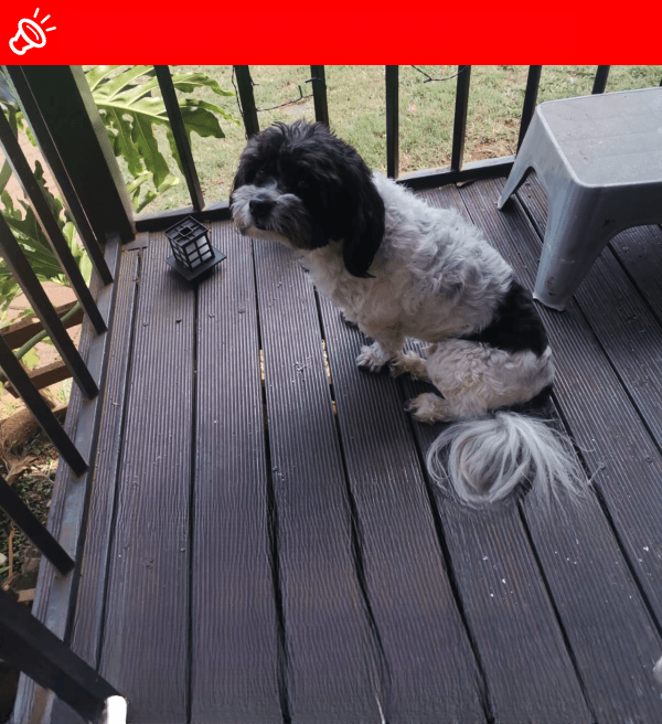 URGENT: Tjoppie, Beloved Maltese Poodle, Missing in Centurion!