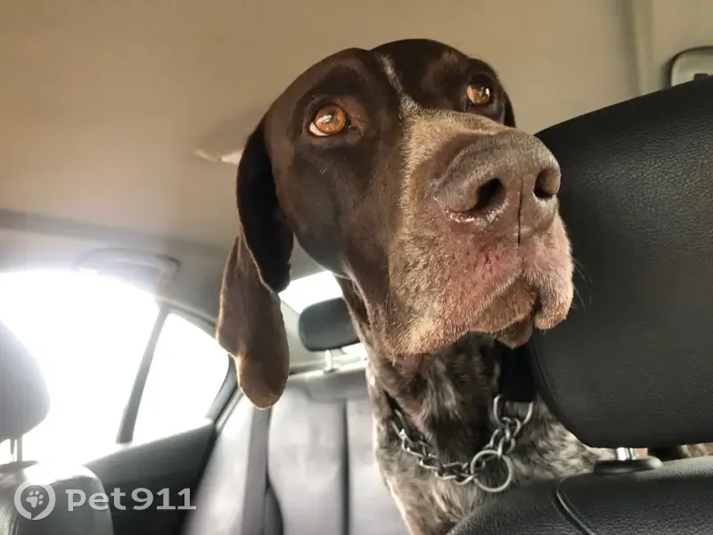 URGENT: Friendly Found Dog in Vanderbijlpark Needs Your Help!