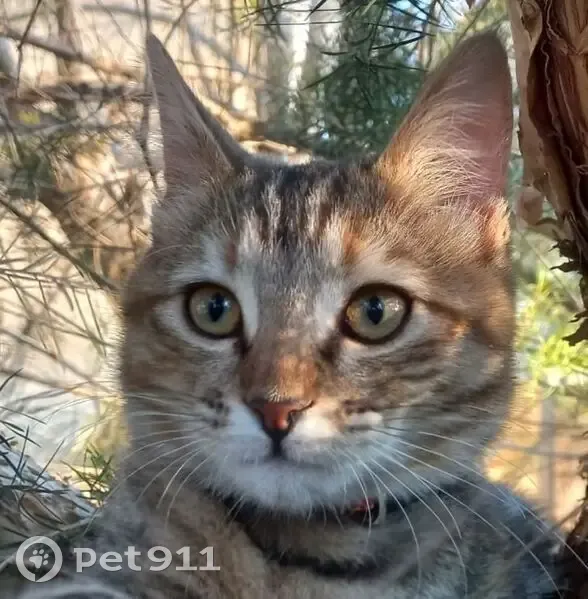 LOST TABBY CAT - Roodepoort - Please Help Her Get Home!