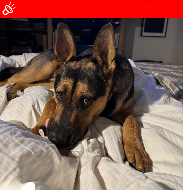 URGENT: MISSING German Shepherd - Gubu - Last Seen Albert Street, Waterkloof, Pretoria