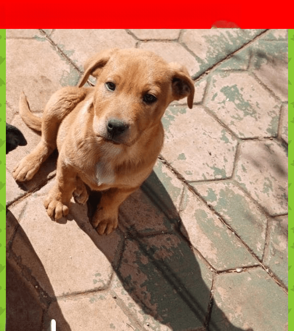 URGENT: Brok is MISSING! Last Seen in Thokoza Park, Soweto