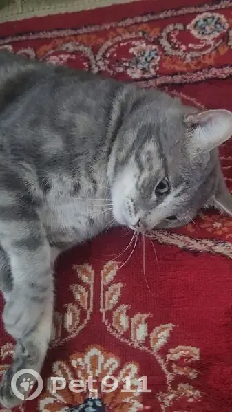 LOST CAT: Jordan - Unique Tabby with Special Markings, Randburg