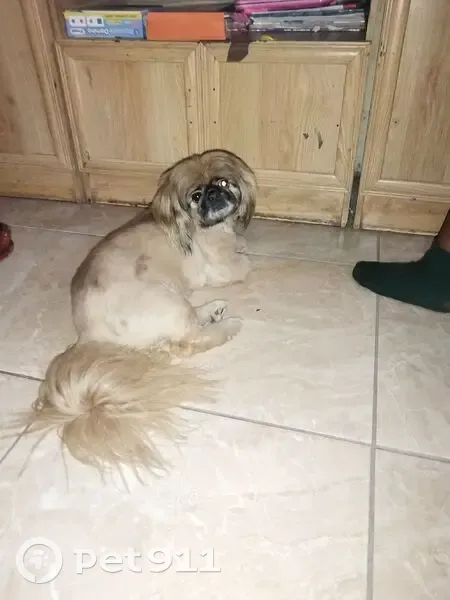 🌟 Found: Friendly Brown Dog on Clara Street, Pretoria - Let's Bring Them Home! 🌟