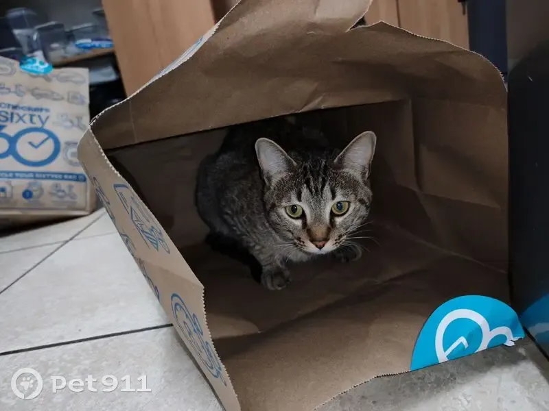 LOST TABBY CAT - SORE PAW URGENTLY NEEDED - PRETORIA