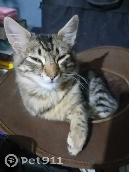 URGENT: Lost Cat - Reward Offered in Pretoria!