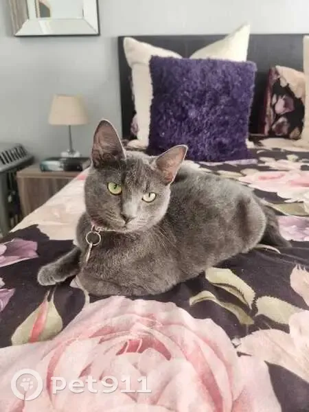 URGENTLY LOST: Skittish Grey Cat, Boksburg - Pink Collar!